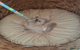 Ragdoll cats for sale: Stunning Ragdoll kittens  - Image 31