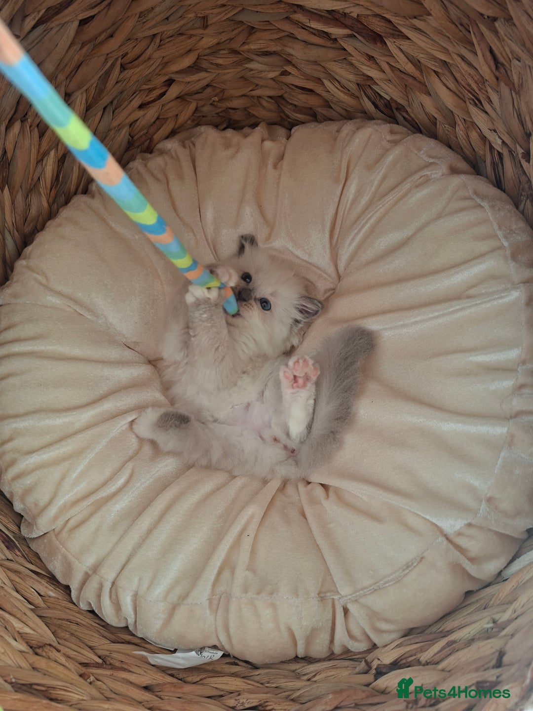 Ragdoll cats for sale: Stunning Ragdoll kittens  - Image 31