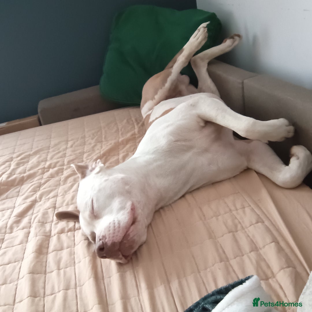 American Bulldog dogs for sale: Two years old American Bulldog  - Advert 2