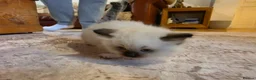 Ragdoll cats for sale: Seal mitted ragdoll kittens ready 26/9 - Advert 21