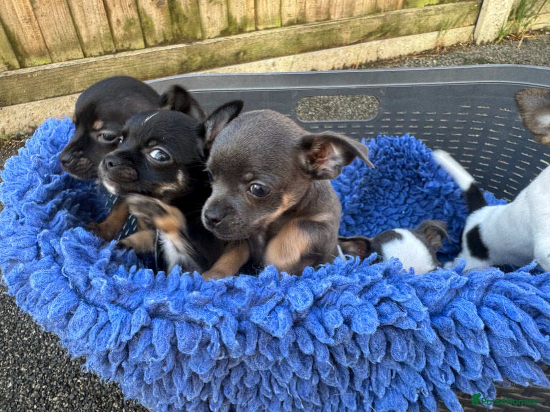 Chihuahua dogs for sale: Adorable blue chihuahua puppy ready now - Image 5