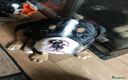 Olde English Bulldogge dogs for sale: Olde english bulldogge puppies  - Advert 20