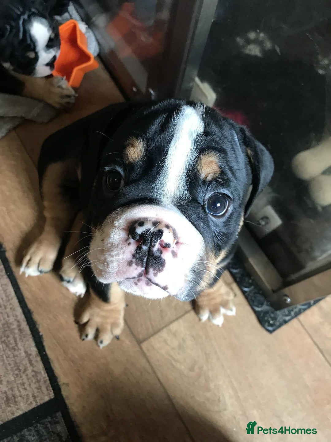 Olde English Bulldogge dogs for sale: Olde english bulldogge puppies  - Advert 20