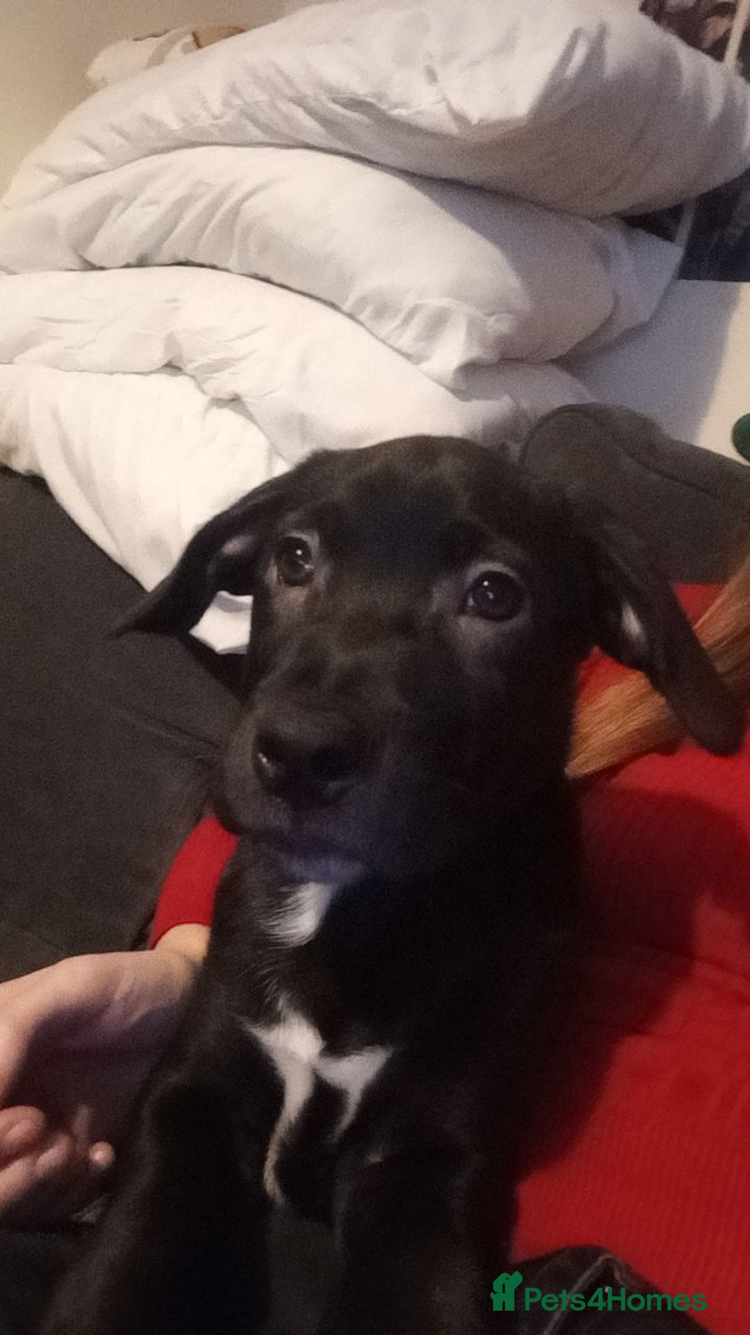 Mixed Breed dogs for sale: Staffy x border collie for sale  - Advert 3