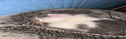 Mixed Breed cats for sale: Ragdoll X - Advert 22