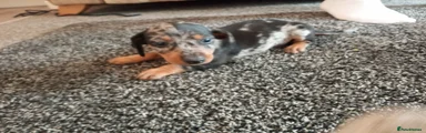 Miniature Dachshund 2