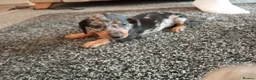 Miniature Dachshund dogs for sale: Miniature dachshund puppies - Advert 4