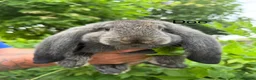 French Lop rabbits for sale: Pedigree French lops - Advert 16