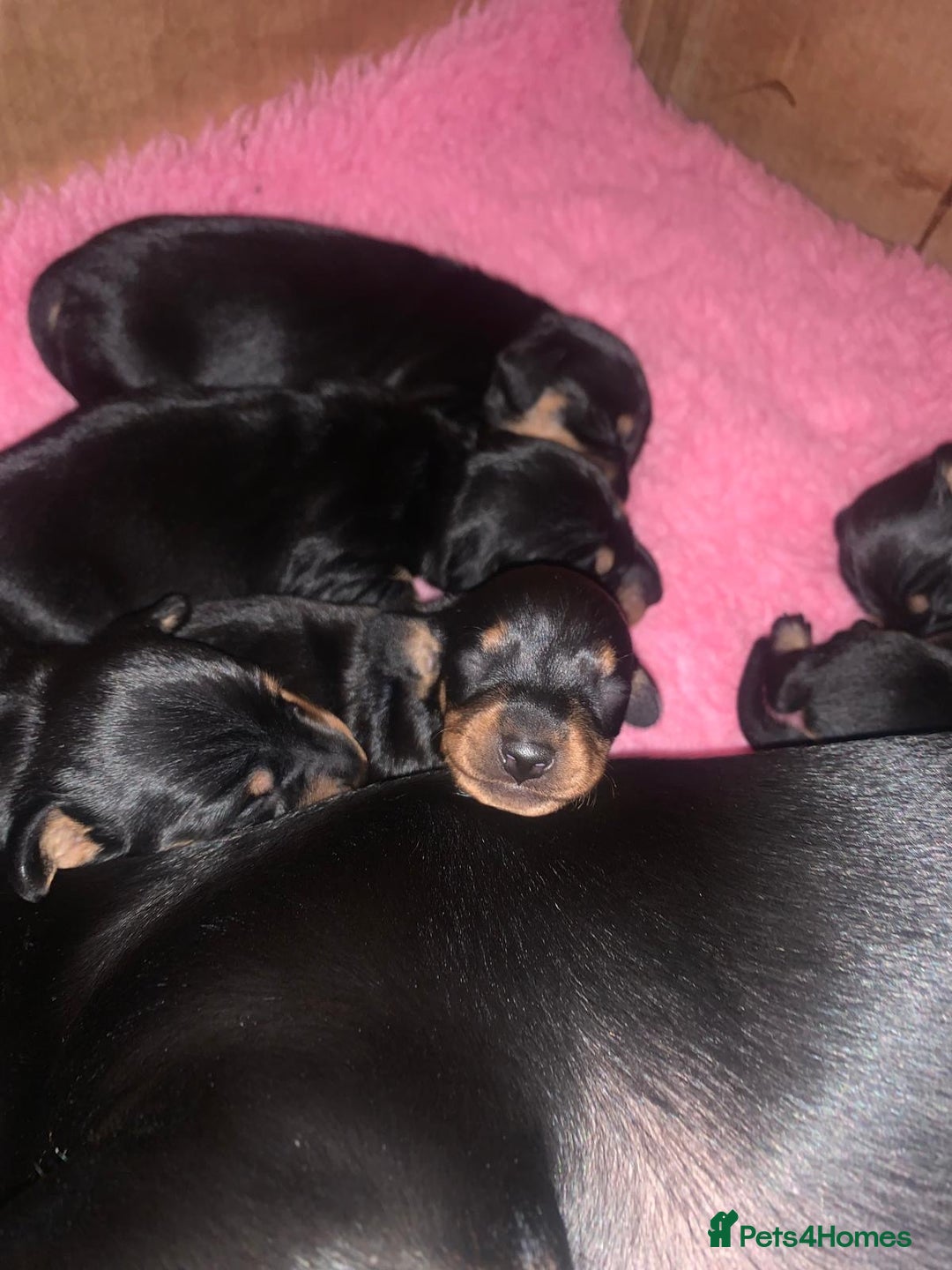 Dachshund dogs for sale: Dachund - Image 4
