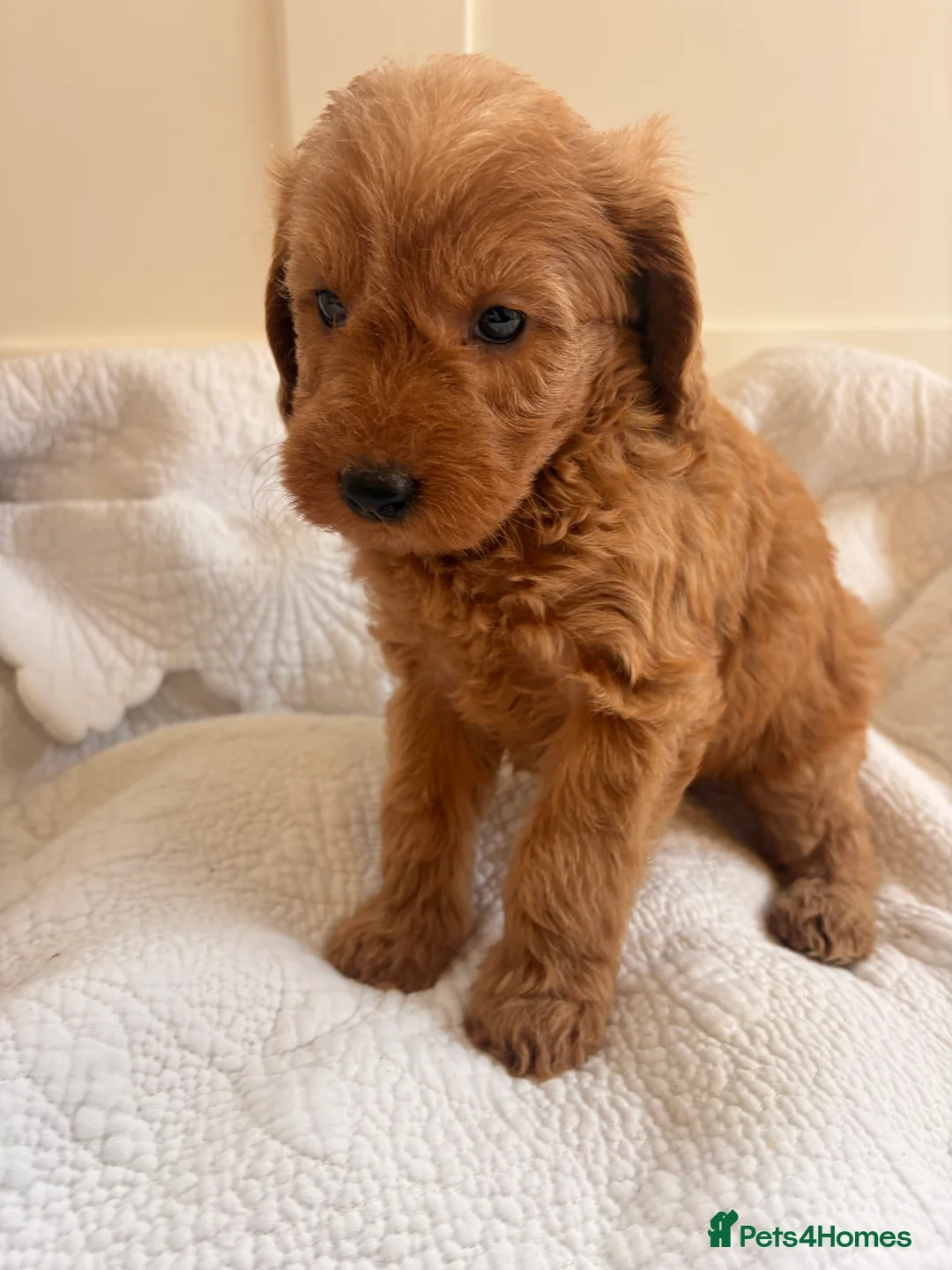 Labradoodle dogs for sale: LICENSED BREEDER QUALITY MINI LABRADOODLES - Advert 11