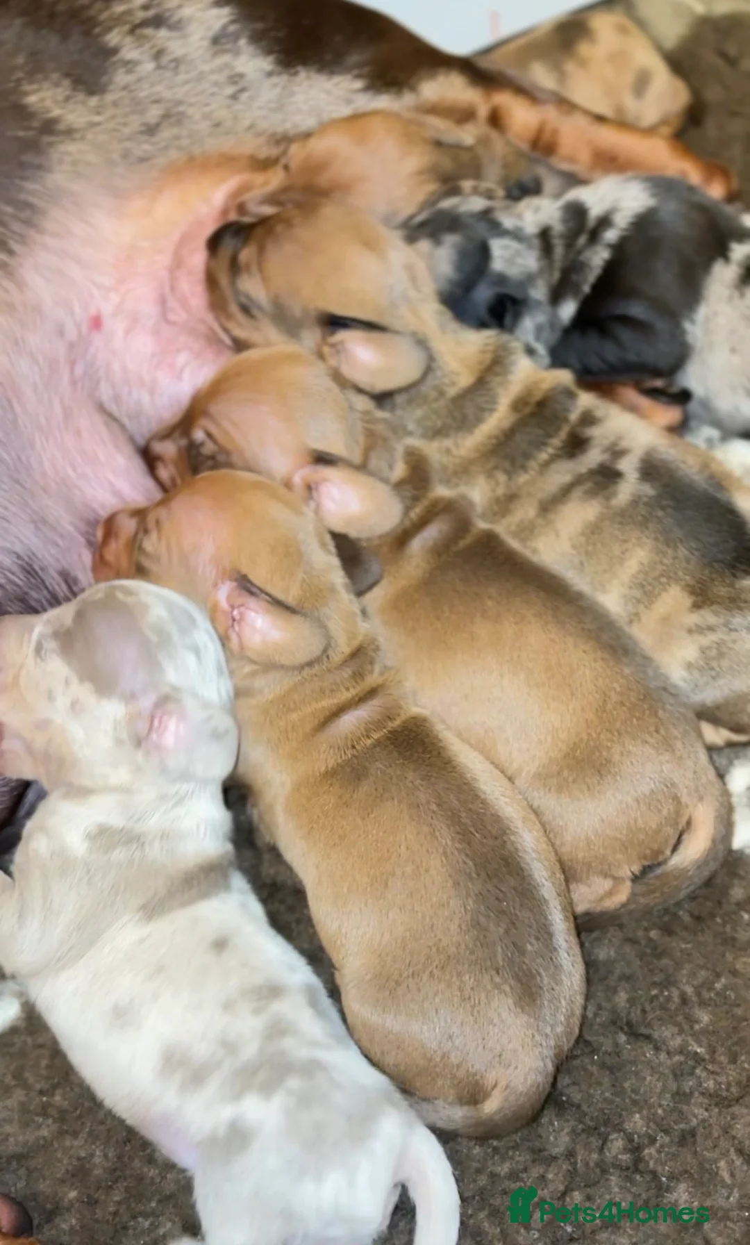 Miniature Dachshund dogs for sale: SMOOTH HAIRED MINIATURE DACHSHUNDS🖤 - Advert 23