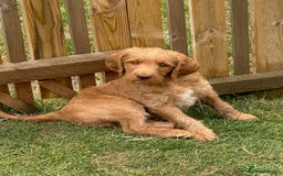 Labradoodle dogs for sale: Rudi Red  - Image 7