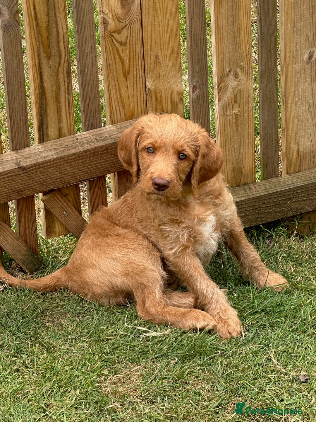 Labradoodle dogs for sale: Rudi Red  - Image 7