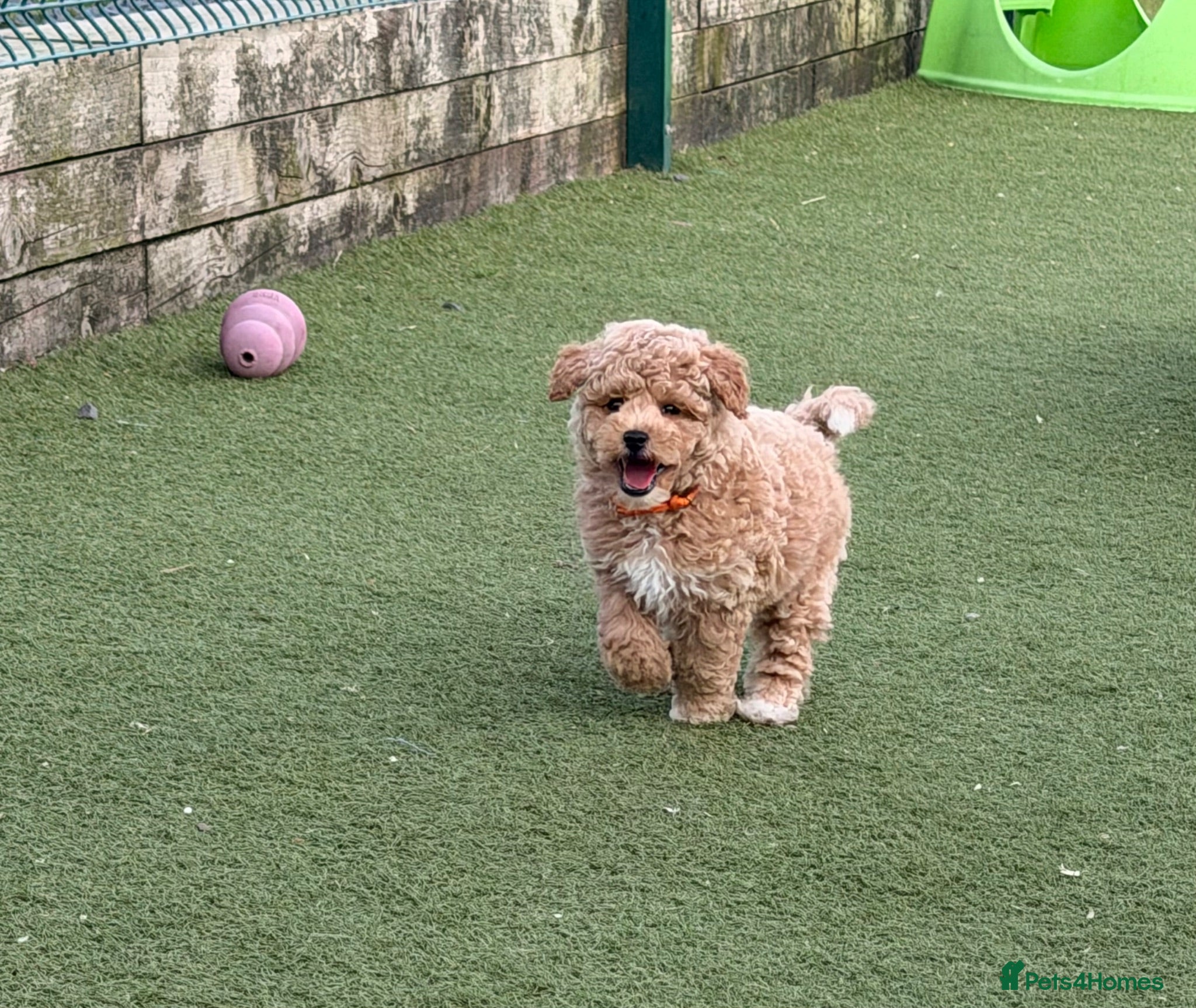 Poochon dogs 🌸 Beautiful Poochon Girls Available Now 🌸 - Advert 1
