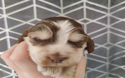 Cocker Spaniel dogs for sale: Show Type Cocker Spaniels Health Tested Parents  - Image 6