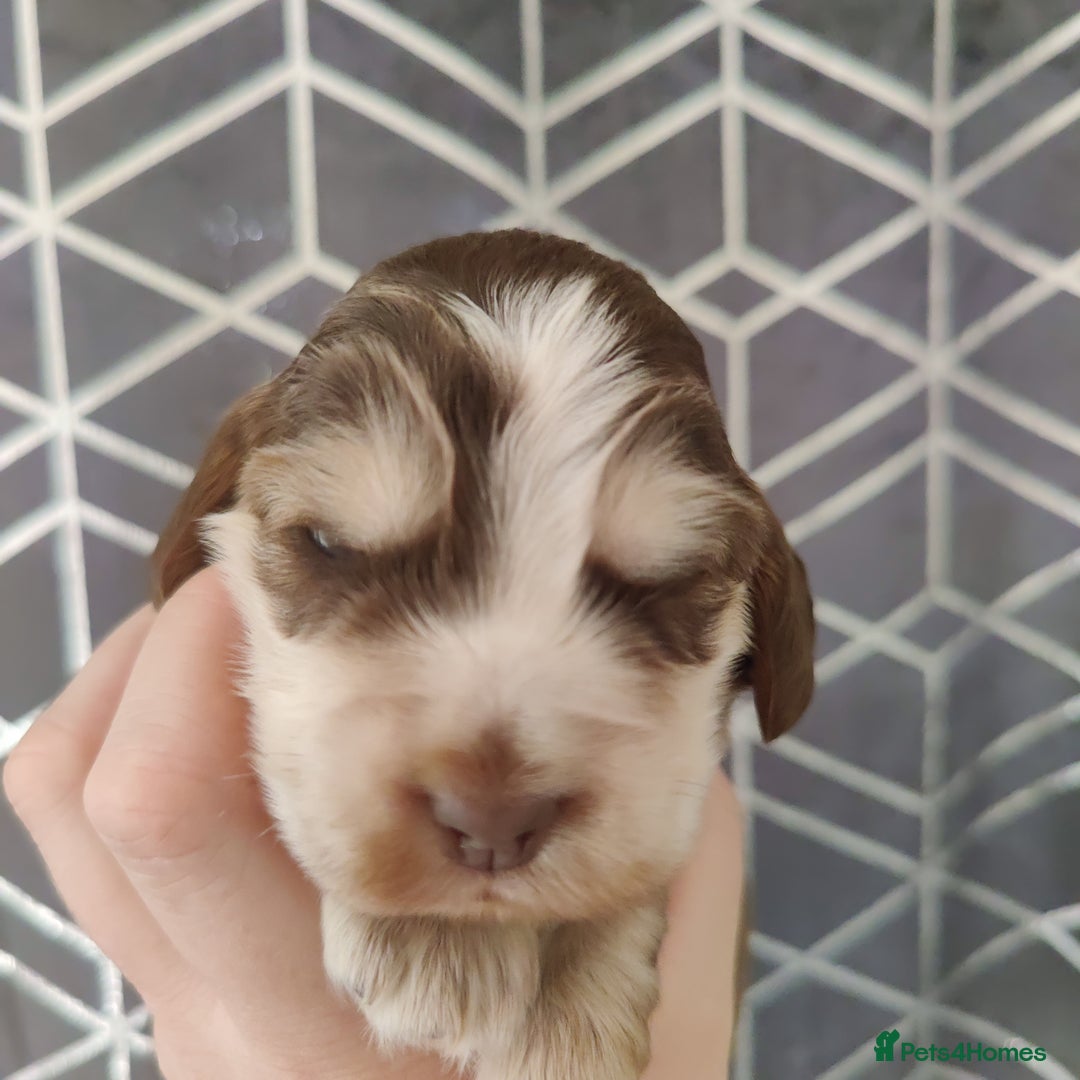 Cocker Spaniel dogs for sale: Show Type Cocker Spaniels Health Tested Parents  - Image 6