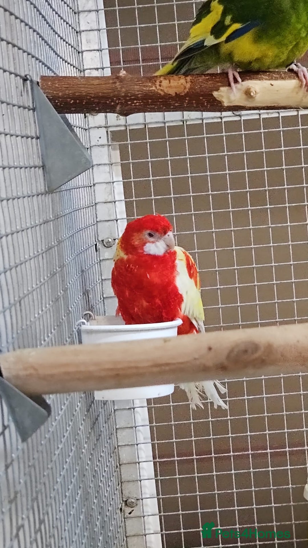 Parrots birds for sale: Stunning Birds/Parakeets/Parrots available  - Image 10