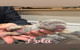 French Bulldog dogs for sale: French bulldog puppies  - Advert 3