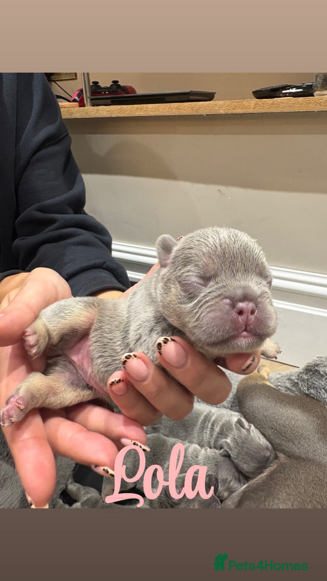 French Bulldog dogs for sale: French bulldog puppies  - Advert 3