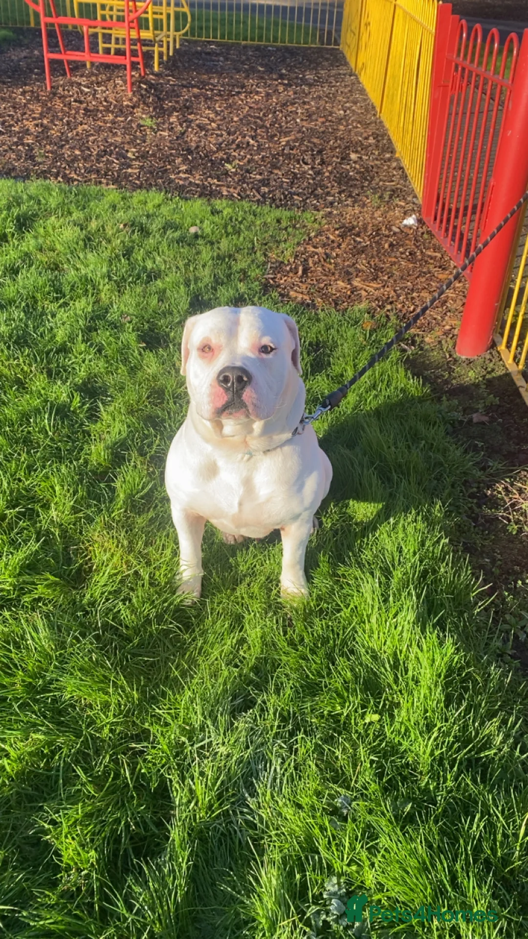 American Bulldog dogs for stud: Bruce the American bulldog - Advert 2