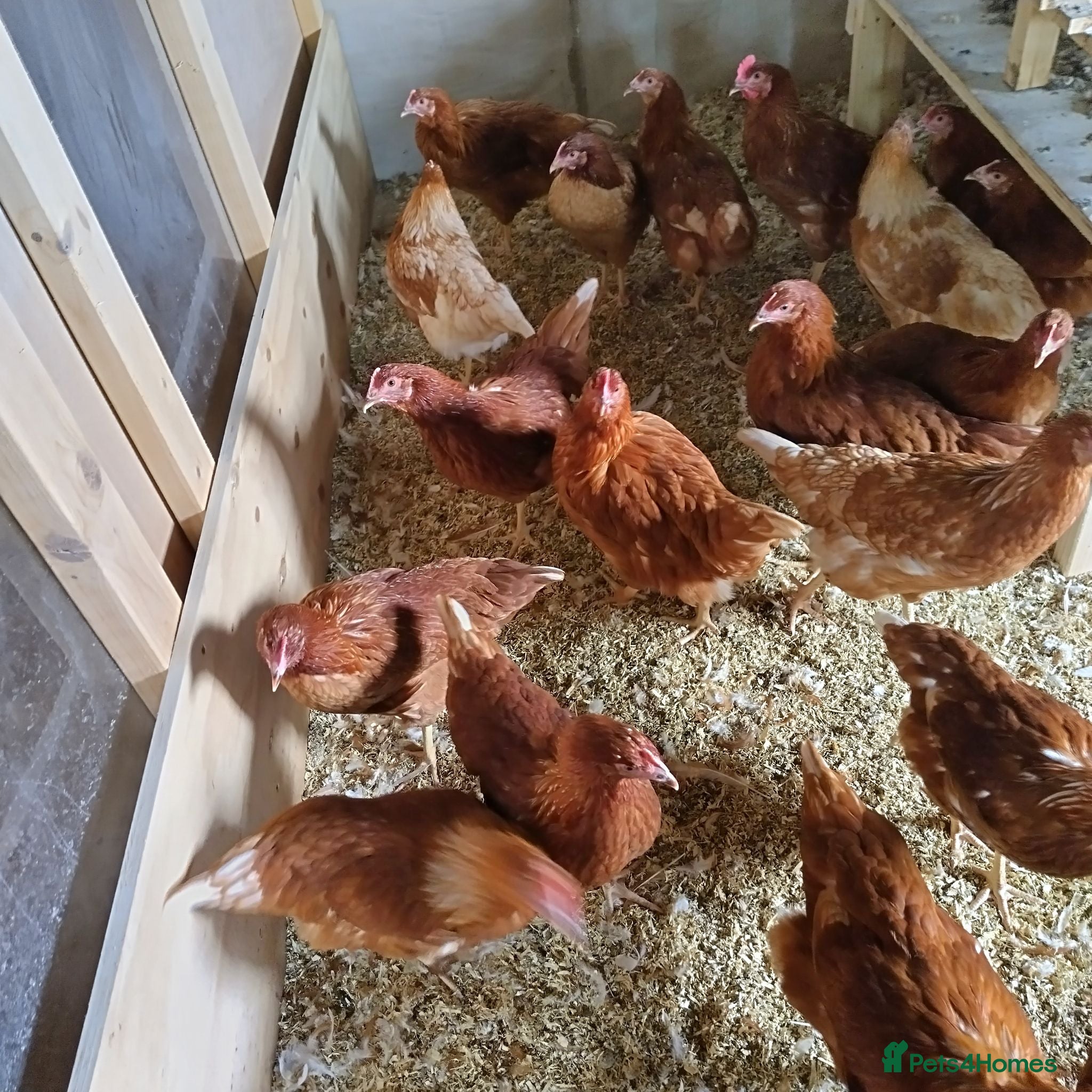 Chickens poultry POINT OF LAY HENS  - Advert 17