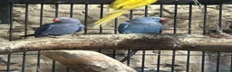 Ringnecks birds for sale: Indian Ringnecks  - Advert 7