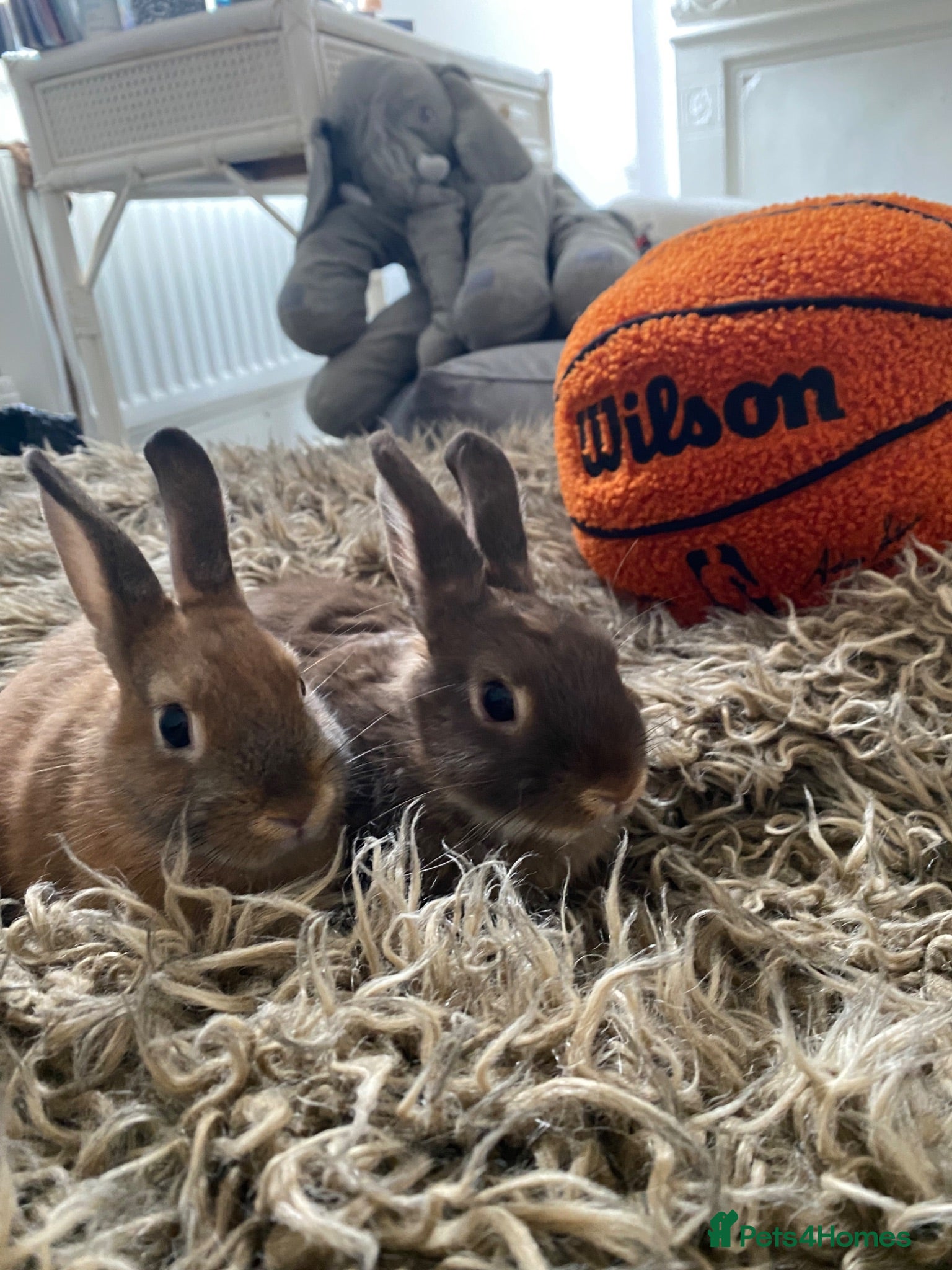 Netherland Dwarf rabbits Netherland & lionhead mix - Advert 1