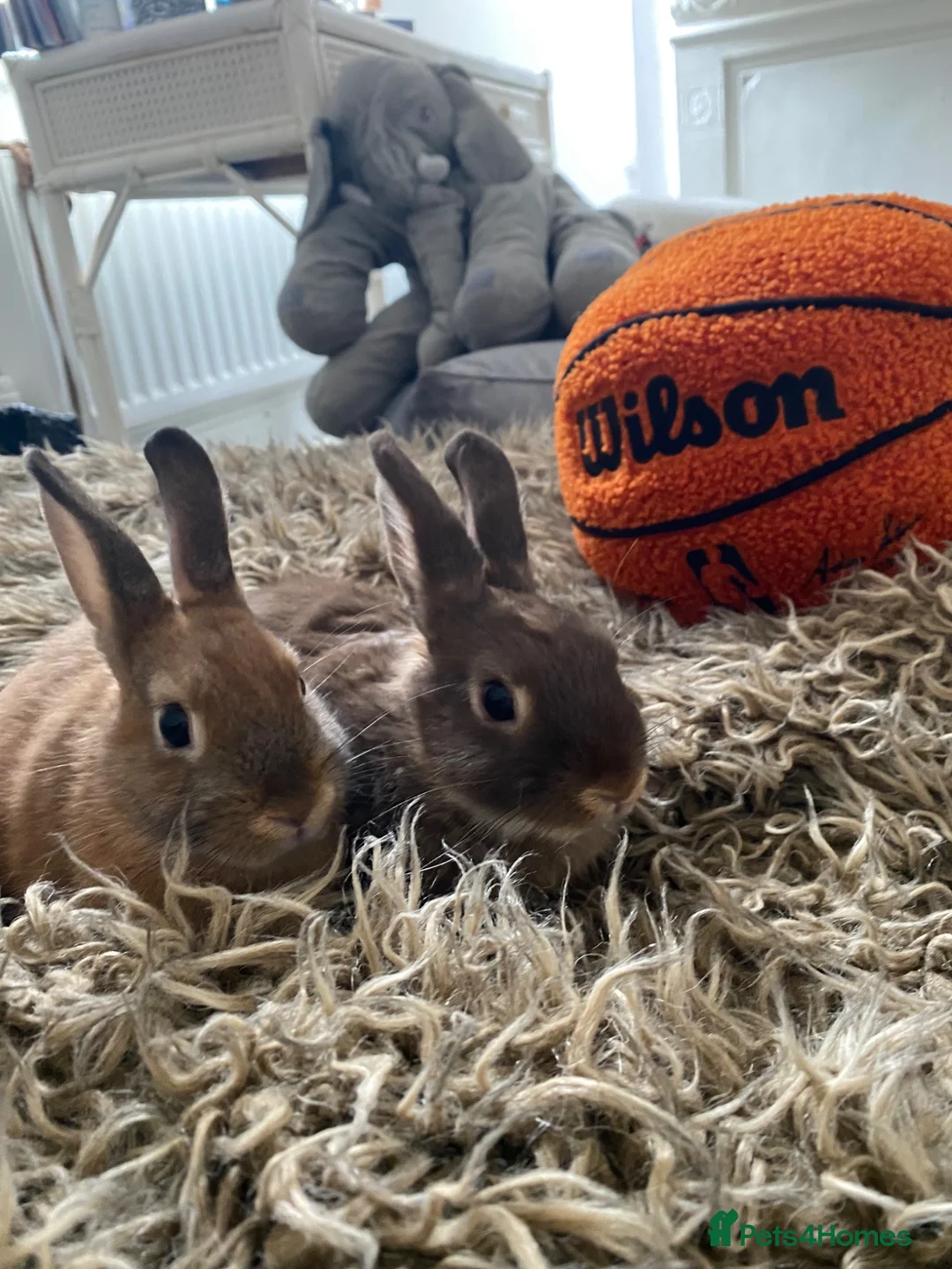 Netherland Dwarf rabbits for sale: Netherland & lionhead mix - Advert 1