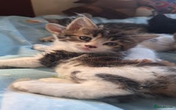 Mixed Breed cats for sale: Cute loving kittens  - Advert 2