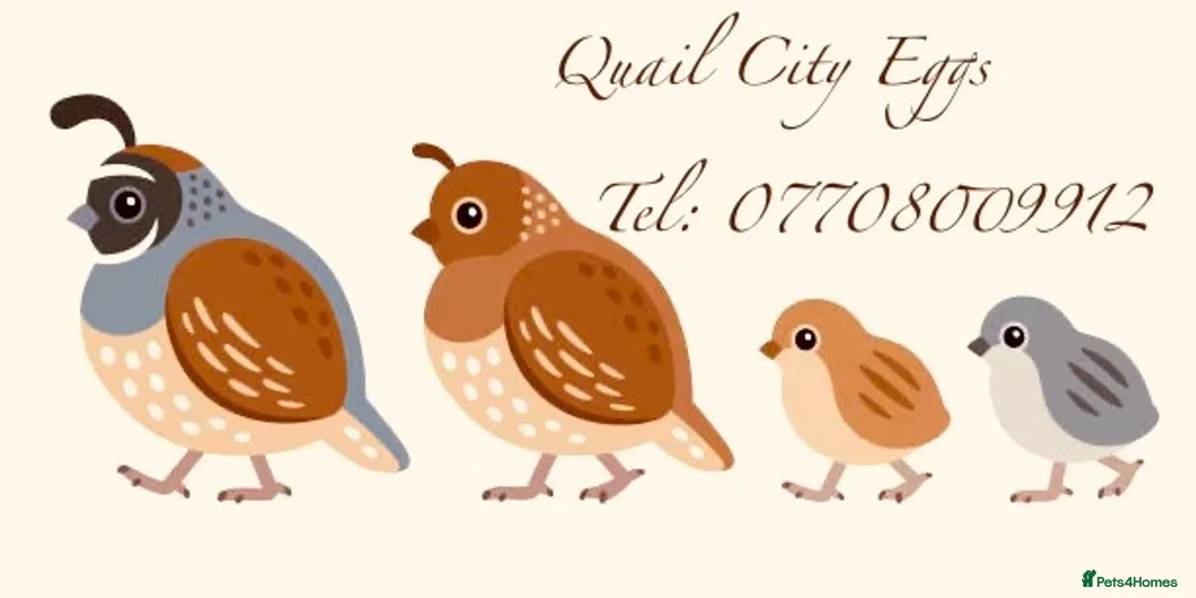 Quail poultry for sale: ** QUAIL HATCHING EGGS ** - Advert 2