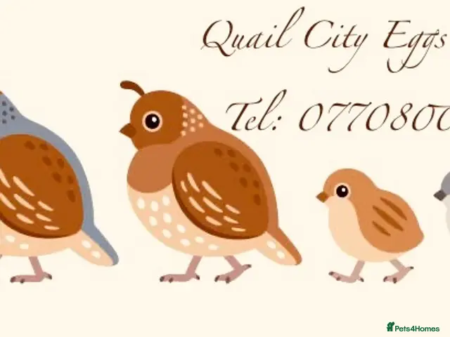 Quail poultry ** QUAIL HATCHING EGGS ** - Advert 2