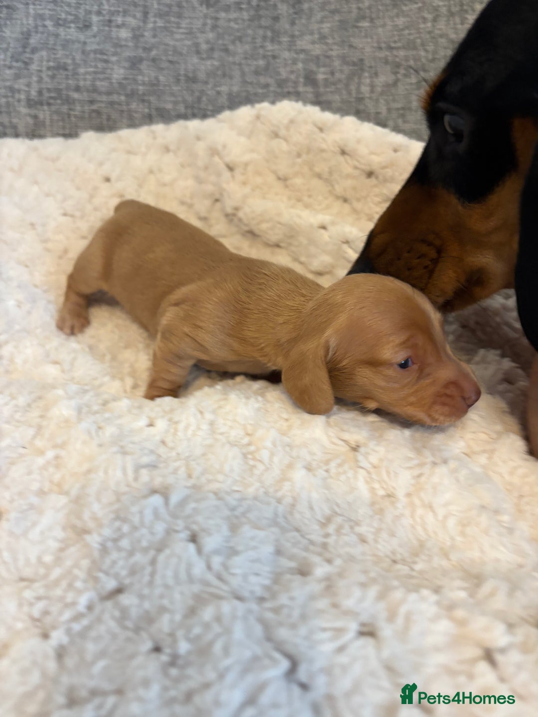 Dachshund dogs for sale: Stunning Chocolate & Cream puppies  - Image 8