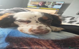 Cocker Spaniel dogs for sale: Now sold  - Image 6