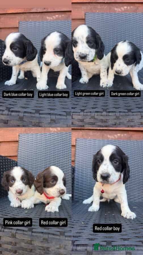 English Springer Spaniel dogs Beautiful litter springer spaniels - Advert 2