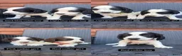 English Springer Spaniel dogs for sale: Beautiful litter springer spaniels - Advert 2