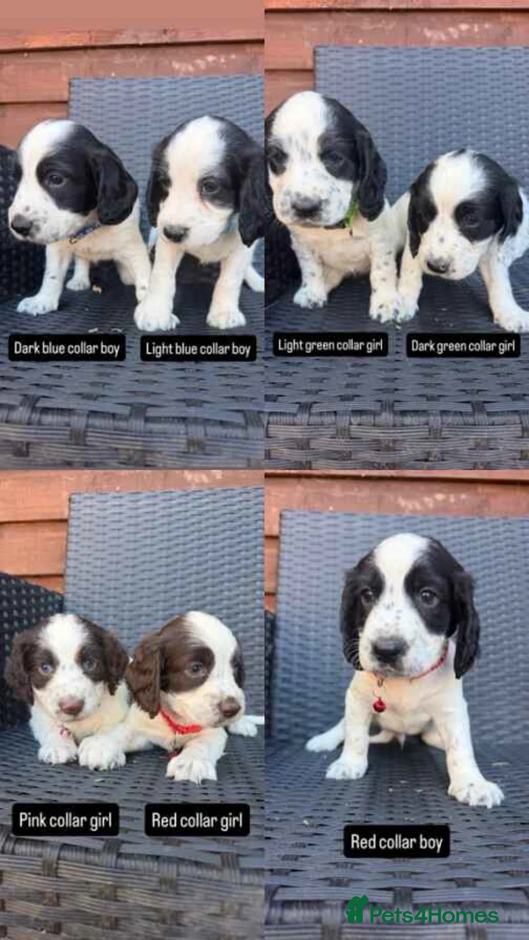 English Springer Spaniel dogs for sale: Beautiful litter springer spaniels - Advert 2