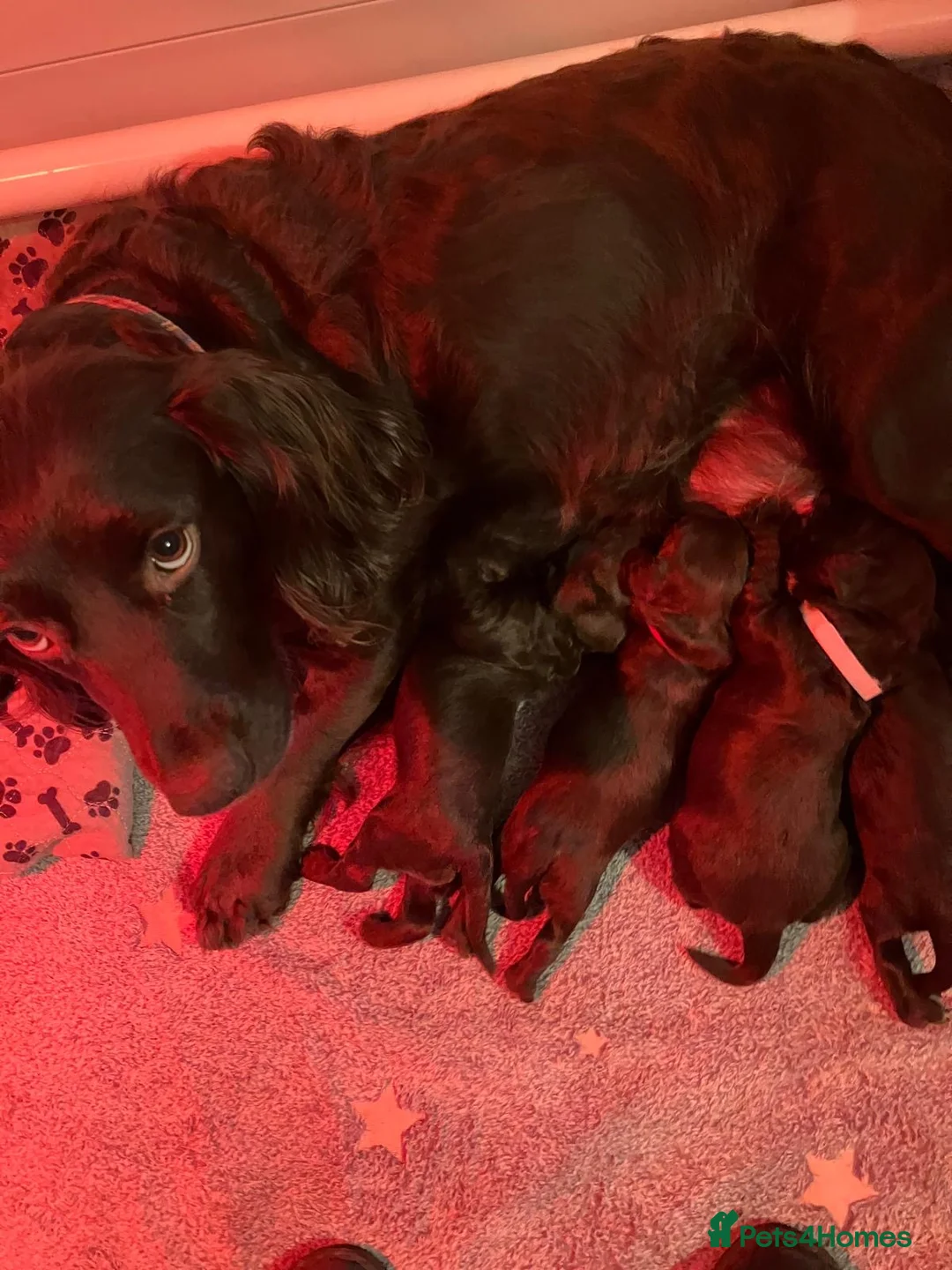 Sprocker dogs for sale: Chocolate Treats 🥰 - Advert 7