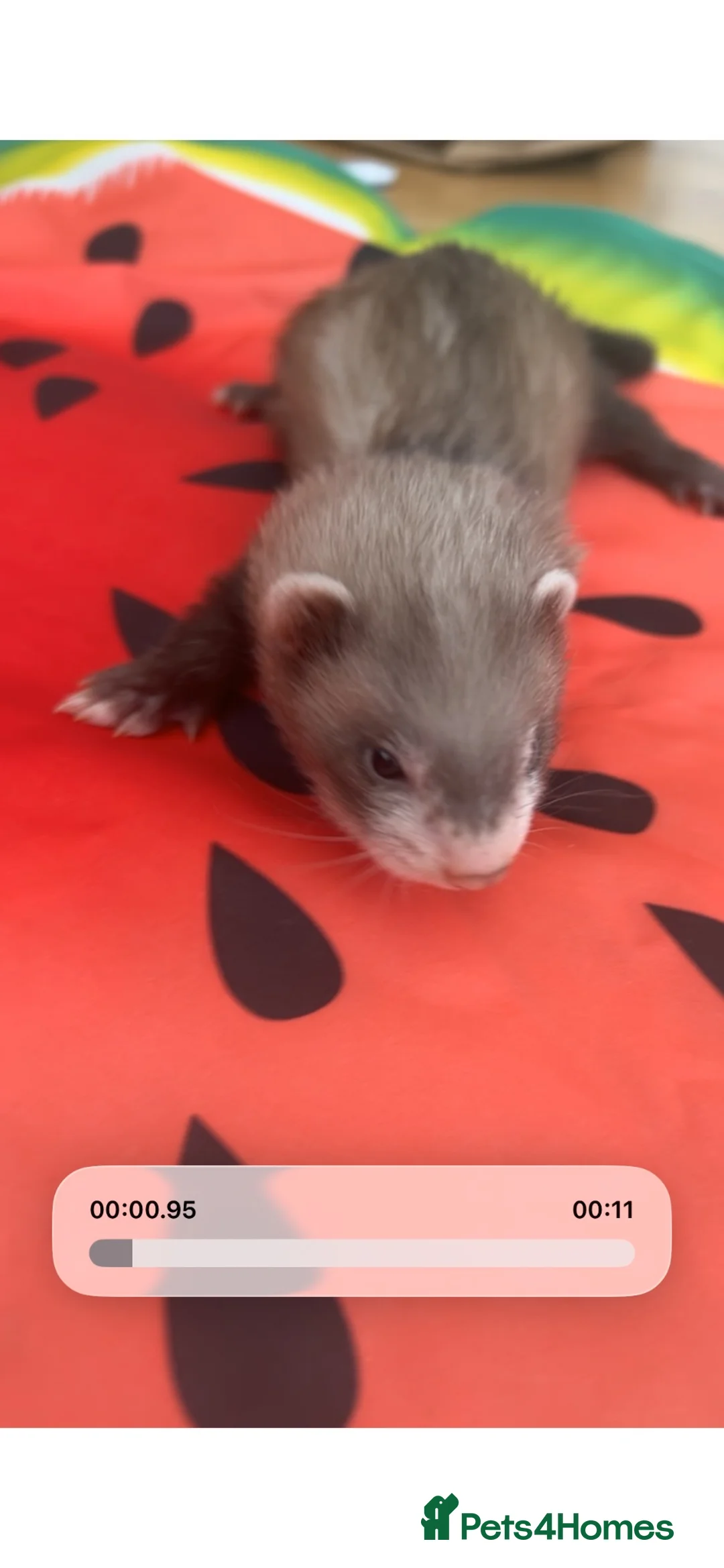 Ferret rodents for sale: Two half micro hobs  - Advert 2