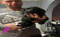 Cocker Spaniel dogs for sale: 3 cocker spaniel girls - Image 2