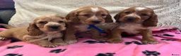 Cocker Spaniel dogs for sale: Stunning show type cocker spaniel puppies  - Advert 4