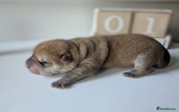 Shar Pei dogs for sale: Shar Pei Puppies - Ready 23rd December - Image 12