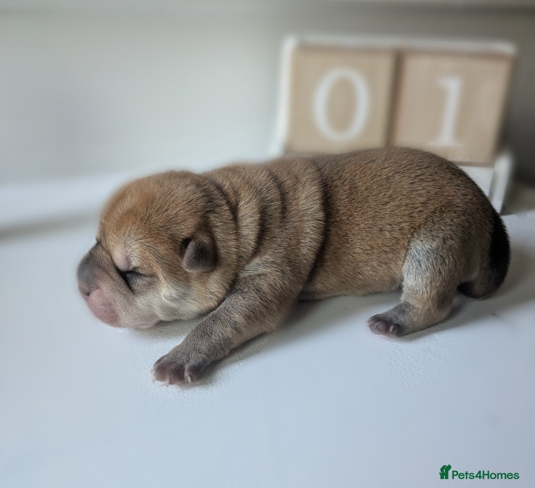 Shar Pei dogs for sale: Shar Pei Puppies - Ready 23rd December - Image 12