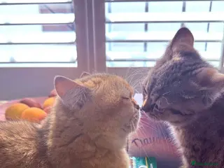 British Shorthair cats Pedigree British Shorthair - Advert 5