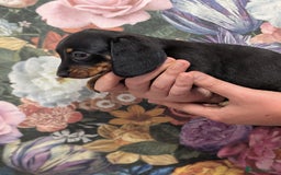 Dachshund dogs for sale: Miniature dachshund  - Image 11