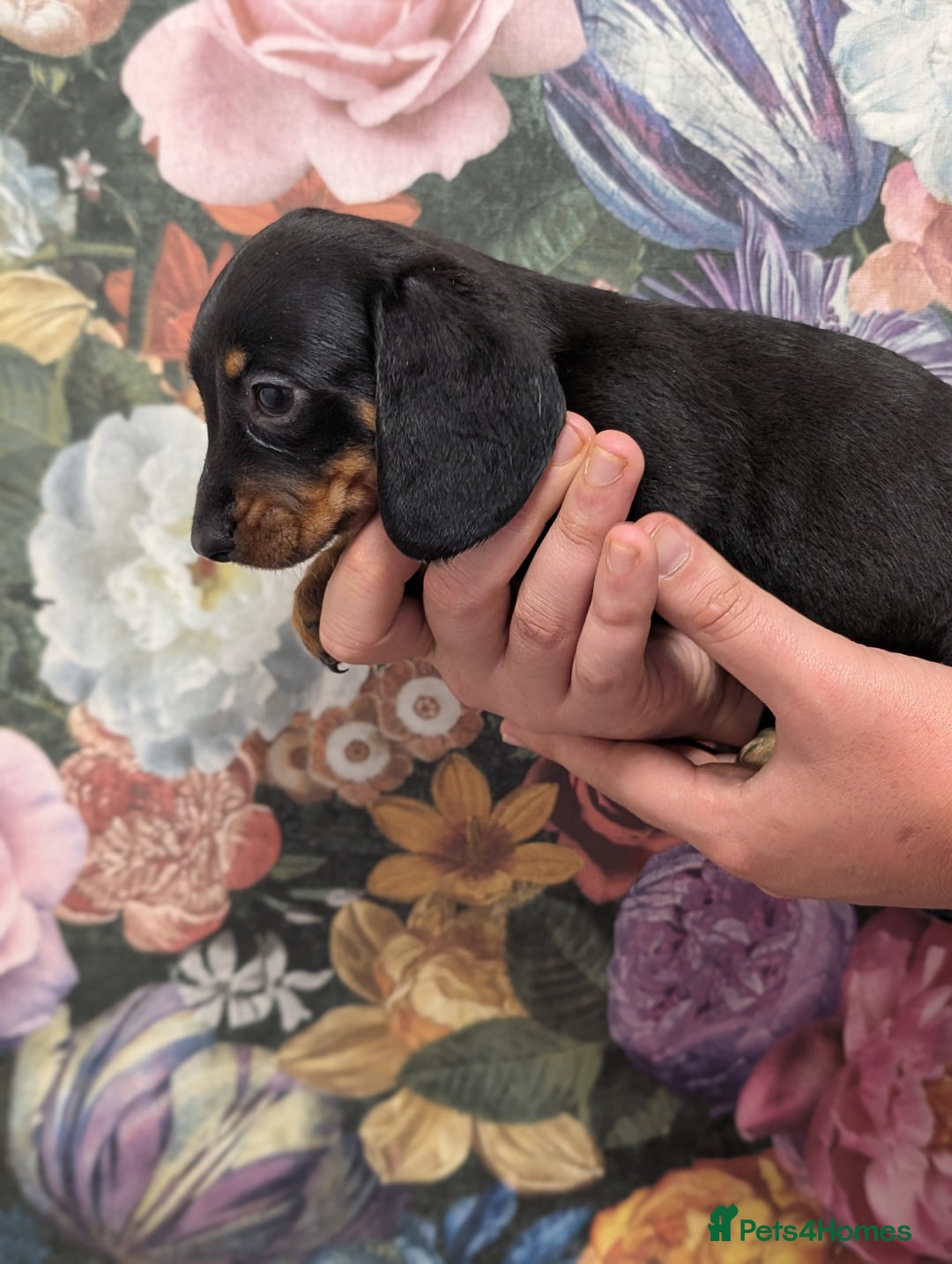 Dachshund dogs for sale: Miniature dachshund  - Image 11