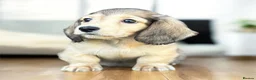 Miniature Dachshund dogs for sale: Mini longhaired shaded cream dachshund  - Advert 5