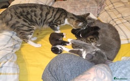 Mixed Breed cats for sale: 4 Russian Blue X Norwegian Forest mix kittens - Image 10