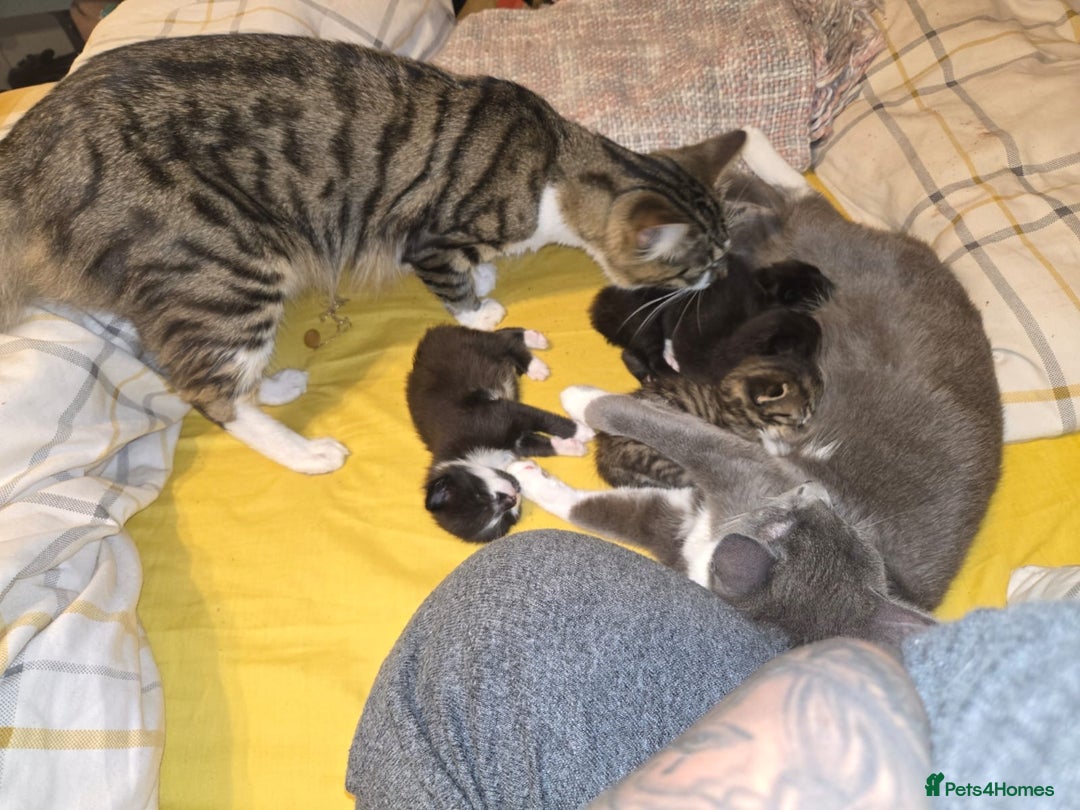 Mixed Breed cats for sale: 4 Russian Blue X Norwegian Forest mix kittens - Image 10