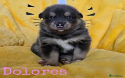 Pomsky dogs for sale: Stunning Pomsky Puppies  - Image 5