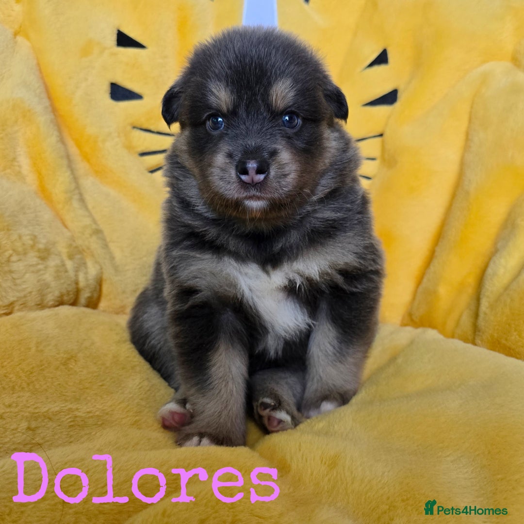 Pomsky dogs for sale: Stunning Pomsky Puppies  - Image 5